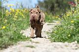 SHAR-PEI 429